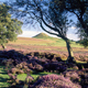 North York Moors & Coast Coasters (Size: 10cm x 10cm) image